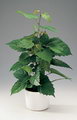 Cissus Antractica